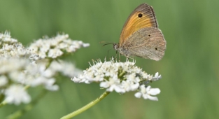 Türkiye'deki kelebek türlerinin yarıdan fazlası Van Gölü havzasında yaşıyor   