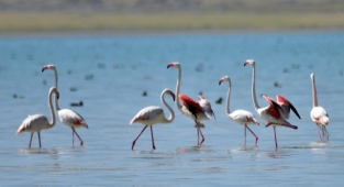  Flamingolar Arin Gölü’nü renklendiriyor