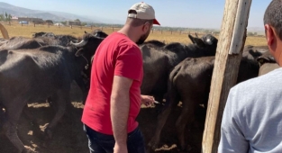  Güroymak’ta şarbon hastalığı tespit edildi 