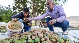 Adilcevaz’da ceviz hasadı başladı   