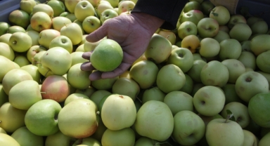 Ahlat elması üreticiyi sevindirdi