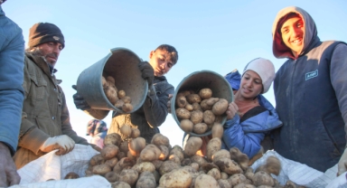 Ahlat patatesinden 170 bin ton rekolte bekleniyor