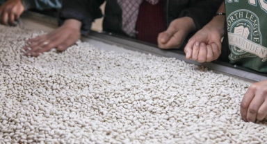 AHLAT FASULYESİ TÜRKİYE’NİN HER YERİNE PAZARLANIYOR