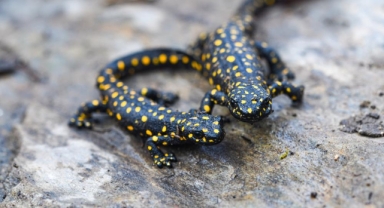 Bitlis’te Anadolu benekli semenderi ailesi görüntülendi