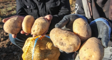 PATATES ÜRETİCİSİ IRAK PAZARINI BEKLİYOR