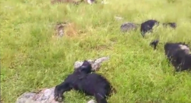  Bitlis'te yıldırım düştü: 20 koyun telef oldu