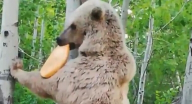 Boz ayının ağaca asılı ekmekle mücadelesi