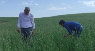 Tatvan’daki tahıl üretim alanlarında hastalık kontrolleri yapıldı
