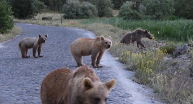Nemrut'ta 4 yavru boz ayı birlikte görüntülendi