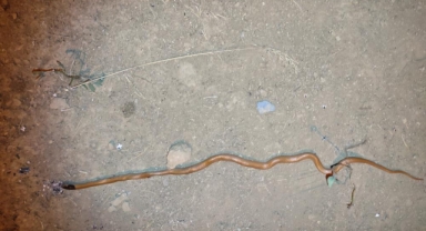  Bitlis’te ilk defa endemik yılan türü bulundu