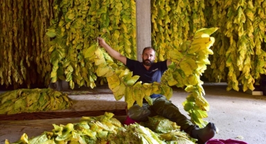 Meşhur 'Kultik' tütününde hasat ve kurutma dönemi başladı