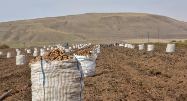Ahlat’ta patates hasadı başladı