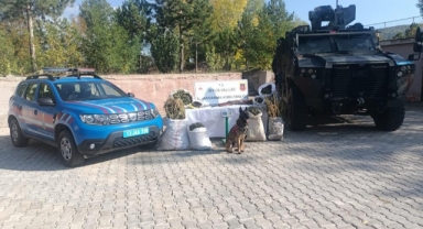 Bitlis'te Kubar esrar ve esrar tohumu ele geçirildi.