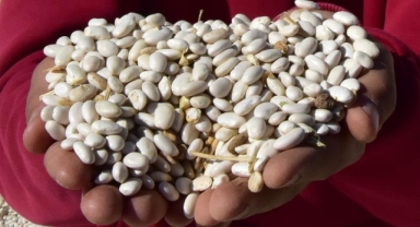 Şiddetli yağmur kuru fasulyeyi vurdu