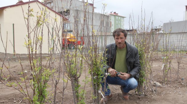 AHLAT'TA EN ÇOK KAYISI FİDANI SATILIYOR
