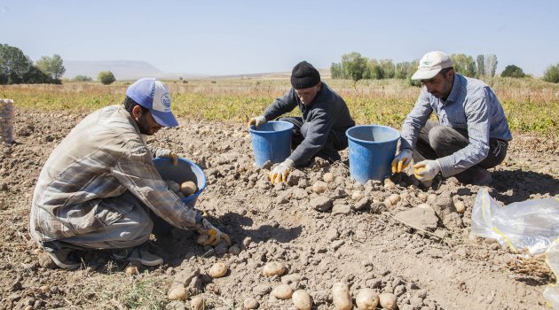 AHLAT'TA PATATES HASADI BAŞLADI