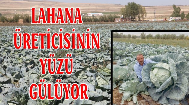 LAHANA ÜRETİCİSİNİN YÜZÜ GÜLÜYOR