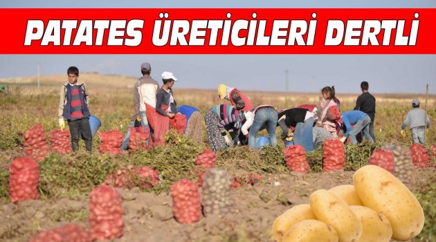 PATATES ÜRETİCİLERİ DERTLİ